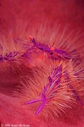 A very, hairy crab! Shot with the 105mm and 2xtc racked o... by Rand Mcmeins 
